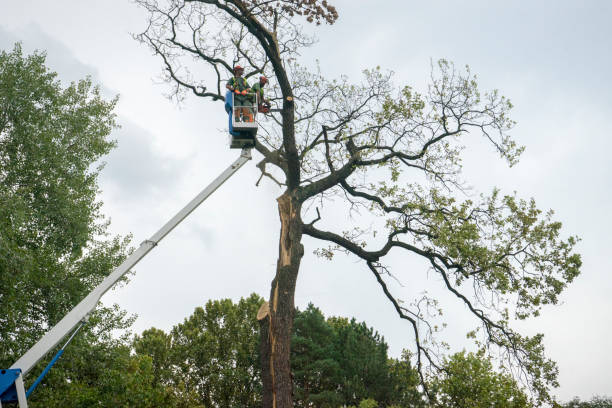 Trusted Ingalls, IN Tree Services Experts